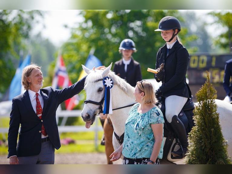 Franse rijpaarden Ruin 13 Jaar 148 cm Schimmel in Kurtna