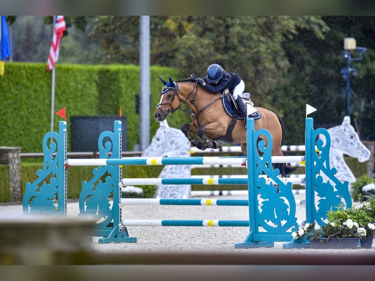 Franse rijpaarden Ruin 14 Jaar 148 cm Donkerbruin in Milano