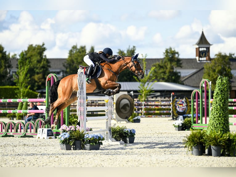 Franse rijpaarden Ruin 14 Jaar 148 cm Donkerbruin in Milano