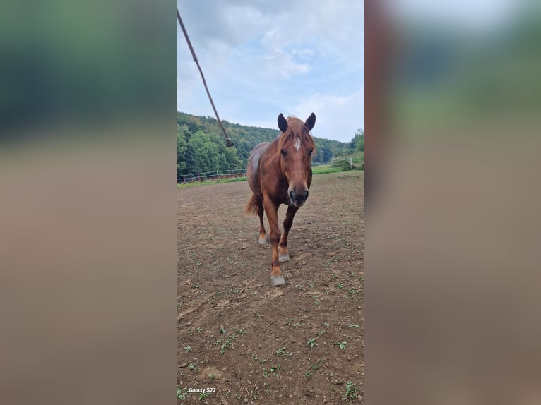 Franse rijpaarden Mix Ruin 14 Jaar 155 cm Vos in Netphen