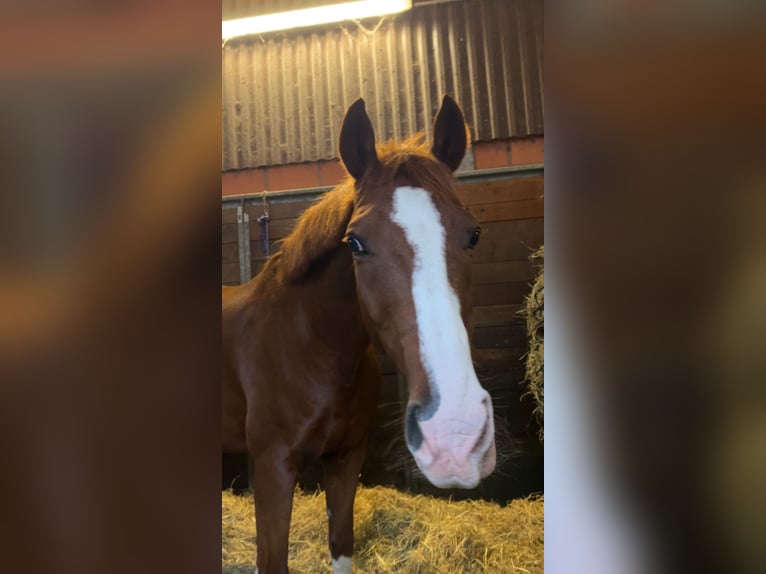 Franse rijpaarden Ruin 15 Jaar 158 cm Vos in Wildeshausen