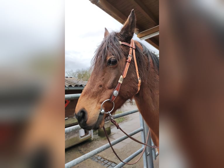 Franse rijpaarden Ruin 17 Jaar 147 cm Bruin in Sigmaringen