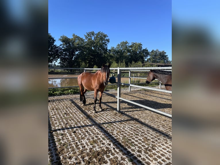 Franse rijpaarden Ruin 21 Jaar 147 cm Bruin in Friedberg