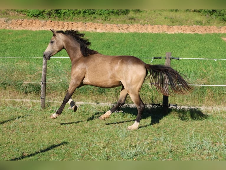 Franse rijpaarden Ruin 2 Jaar 148 cm Falbe in Alpes de Haute Provence