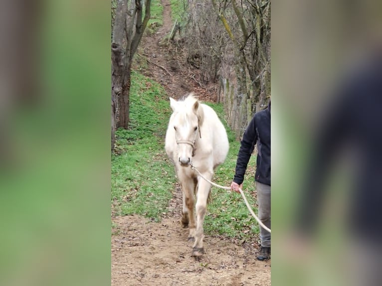 Franse rijpaarden Ruin 3 Jaar 135 cm Palomino in MORNANT