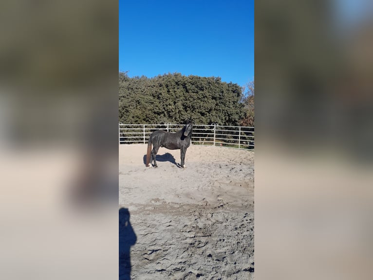 Franse rijpaarden Ruin 3 Jaar 151 cm Zwartschimmel in Peyrolles-en-Provence