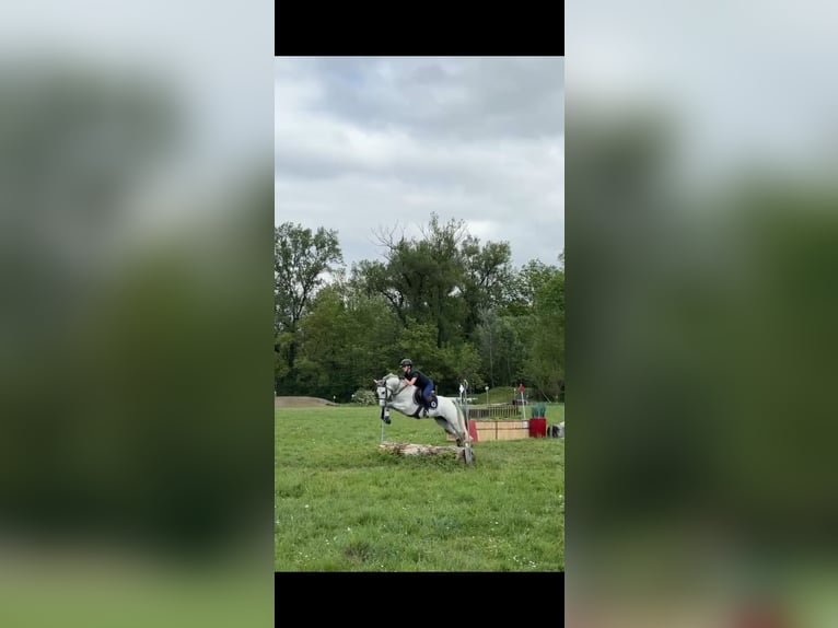 Franse rijpaarden Ruin 4 Jaar 145 cm Schimmel in Treffort-Cuisiat