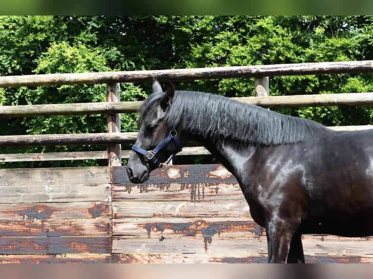 Franse rijpaarden Ruin 4 Jaar 147 cm Zwart in Beuzeville