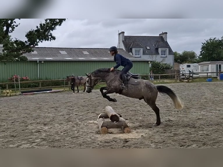 Franse rijpaarden Ruin 4 Jaar 149 cm Schimmel in Plonéour-Lanvern