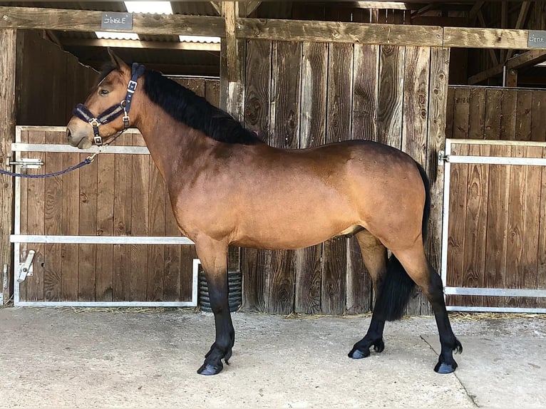 Franse rijpaarden Ruin 5 Jaar 140 cm Bruin in Champéon