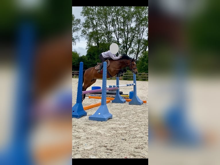 Franse rijpaarden Ruin 5 Jaar 140 cm Bruin in Champéon