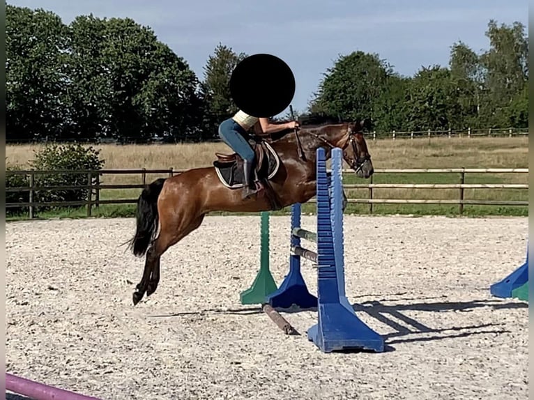 Franse rijpaarden Ruin 5 Jaar 140 cm Bruin in Champéon