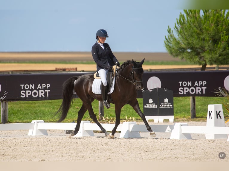 Franse rijpaarden Ruin 5 Jaar 148 cm Zwart in M&#xE9;rignies
