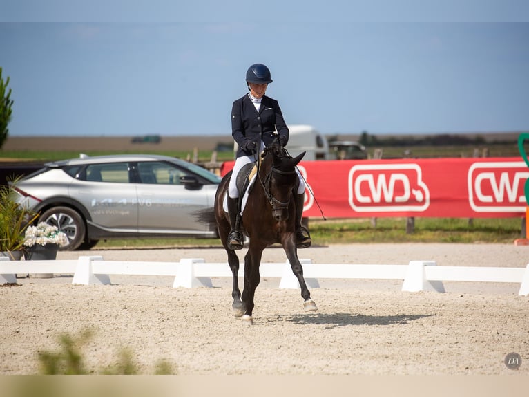 Franse rijpaarden Ruin 5 Jaar 148 cm Zwart in M&#xE9;rignies