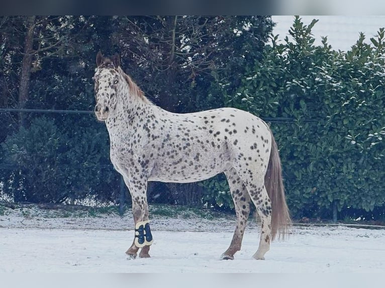 Franse rijpaarden Ruin 5 Jaar 163 cm Appaloosa in Someren