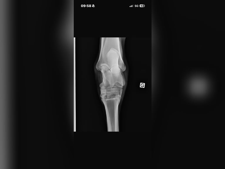 Franse rijpaarden Ruin 6 Jaar 145 cm Schimmel in Avillers-Sainte-Croix