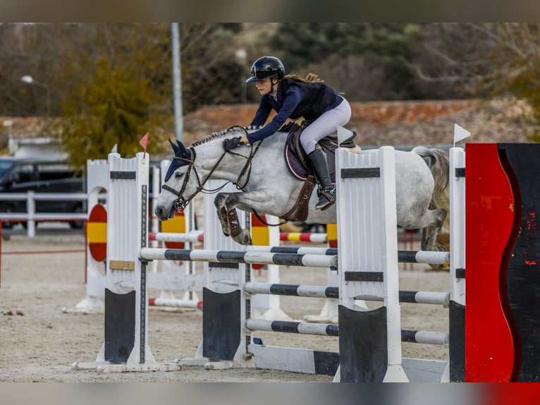 Franse rijpaarden Ruin 8 Jaar 138 cm Schimmel in Molina De Segura