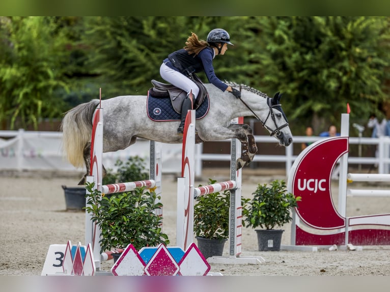 Franse rijpaarden Ruin 8 Jaar 138 cm Schimmel in Molina De Segura