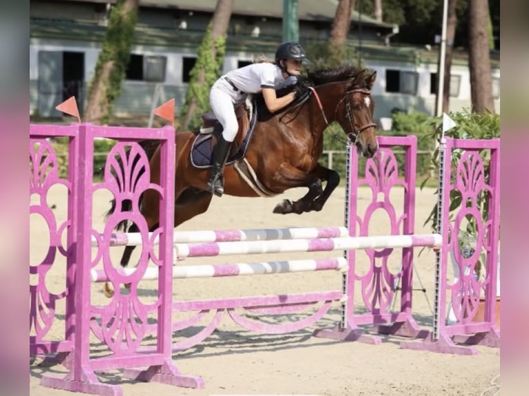 Franse rijpaarden Ruin 8 Jaar 149 cm Bruin in Brive-la-Gaillarde