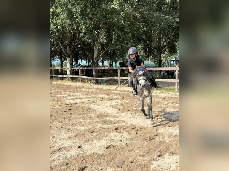 Franse rijpaarden Mix Ruin 9 Jaar 120 cm Schimmel in Isola Della Scala