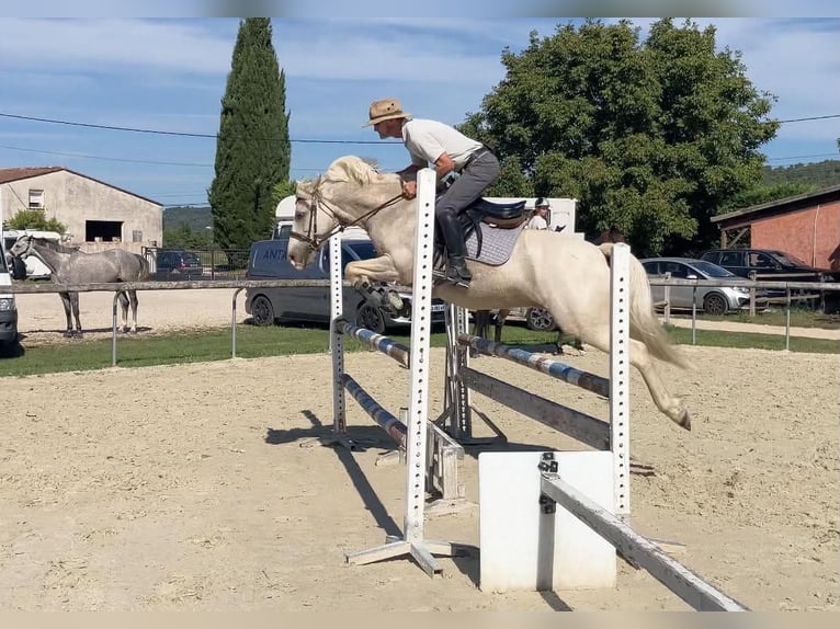 Franse rijpaarden Ruin 9 Jaar 145 cm Palomino in Hautes Alpes