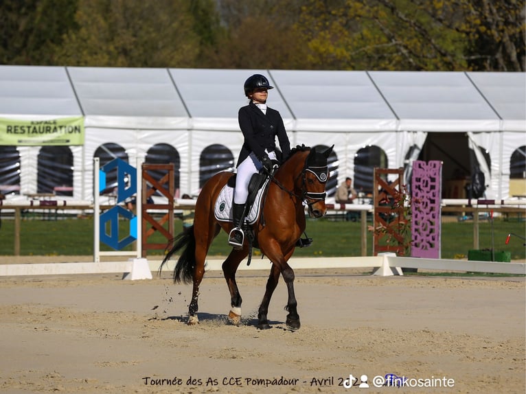 Franse rijpaarden Ruin 9 Jaar 148 cm Bruin in Maisons-Laffitte