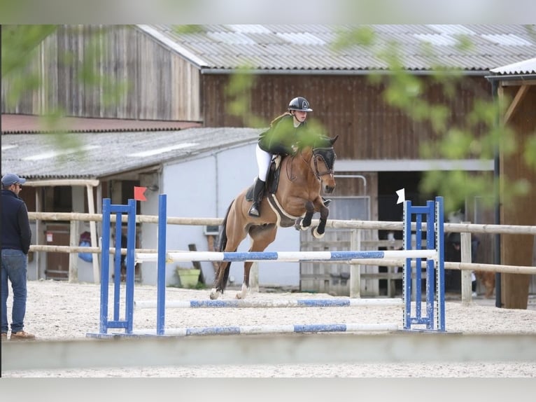 Franse rijpaarden Ruin 9 Jaar 149 cm Bruin in Bagneux