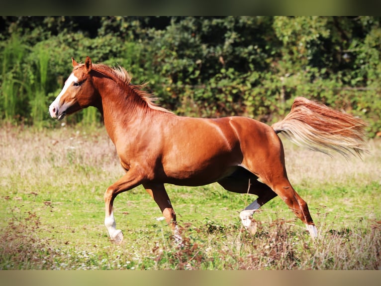 Fransk ridponny Hingst 2 år 143 cm fux in Bouée