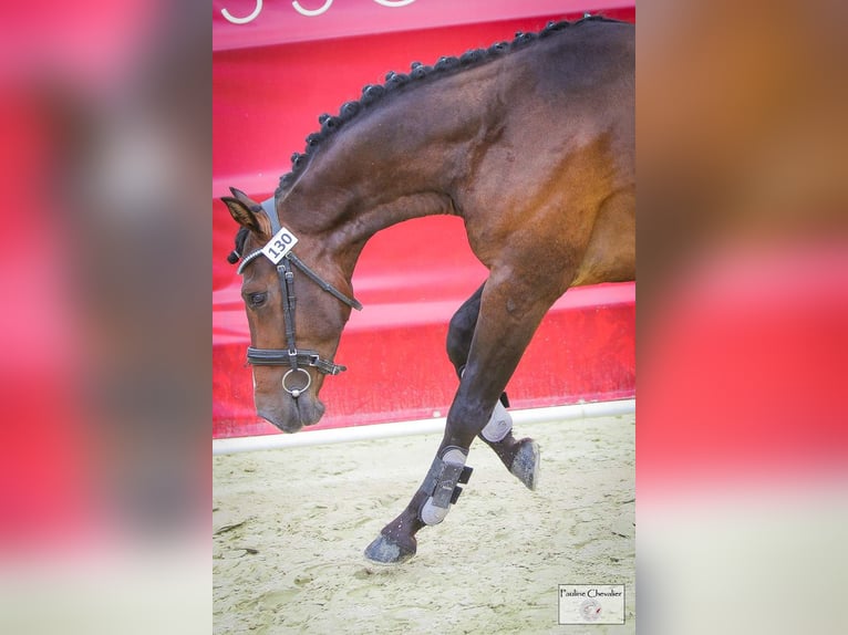 Fransk ridponny Hingst 3 år 148 cm Rökfärgad svart in Gorre