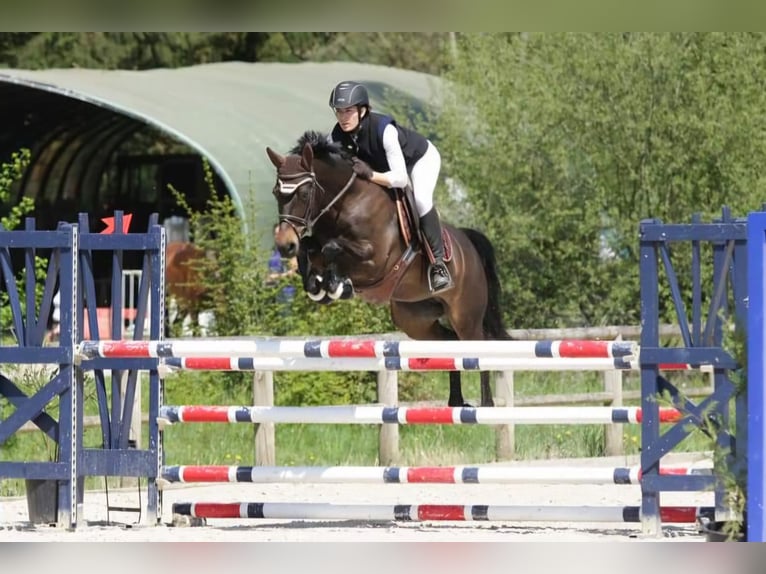 Fransk ridponny Hingst 3 år 148 cm Rökfärgad svart in Gorre