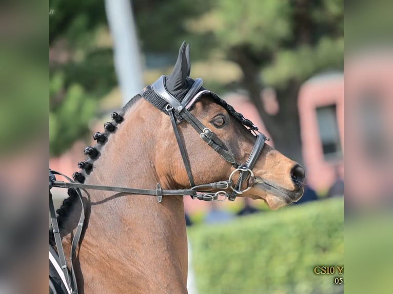 Fransk ridponny Sto 14 år 149 cm Brun in Montpellier