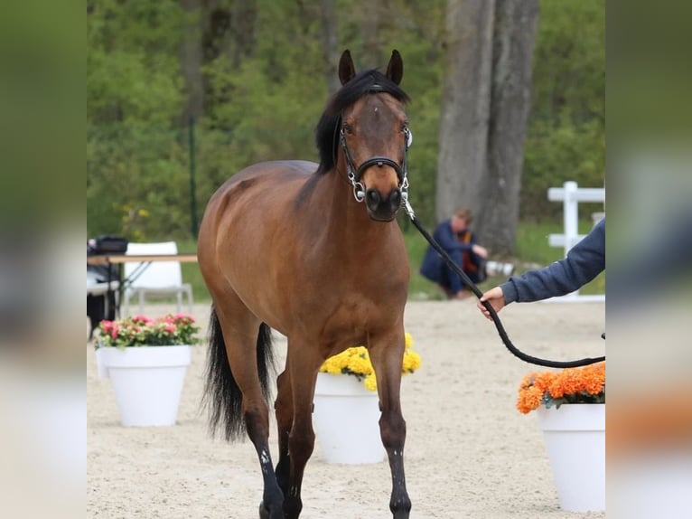 Fransk ridponny Sto 14 år 149 cm Brun in Montpellier