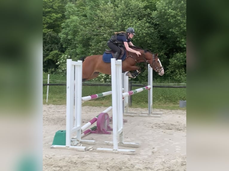 Fransk ridponny Sto 5 år 146 cm Brun in Auxerre