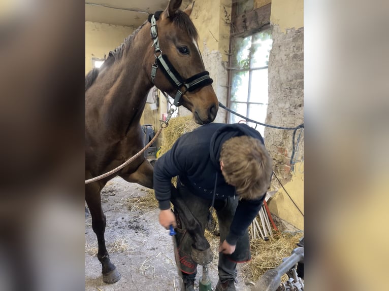 Fransk ridponny Sto 6 år 161 cm Mörkbrun in Sint-Michiels Brugge