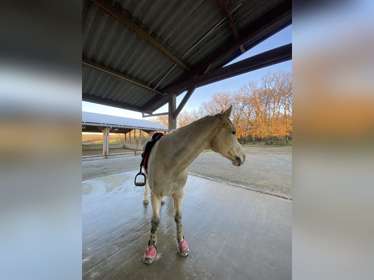 Fransk ridponny Valack 12 år 148 cm Grå in Auch