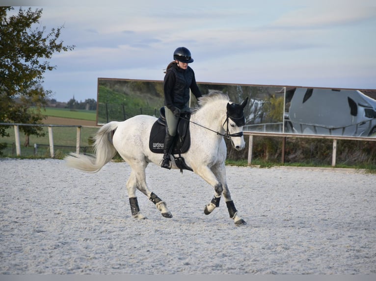 Fransk ridponny Valack 12 år 148 cm Grå in Auch