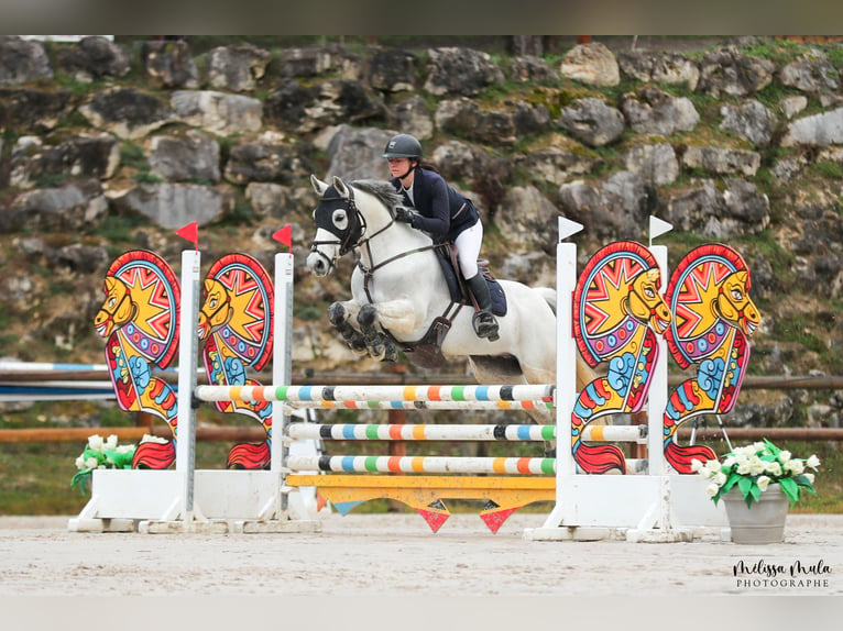 Fransk ridponny Valack 12 år 148 cm Grå in Auch