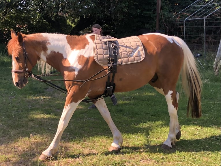 Fransk ridponny Valack 16 år 155 cm Pinto in Uelzen