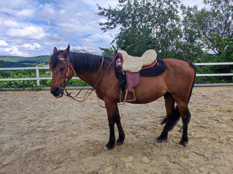 Fransk ridponny Valack 17 år 147 cm Brun in Sigmaringen