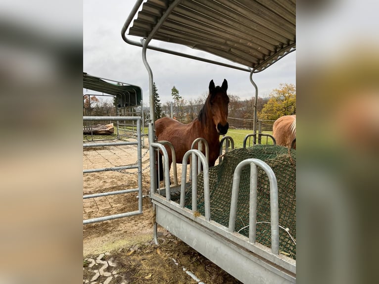 Fransk ridponny Valack 17 år 147 cm Brun in Sigmaringen