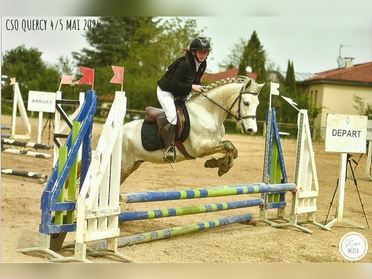 Fransk ridponny Valack 4 år 132 cm Grå in Bressols