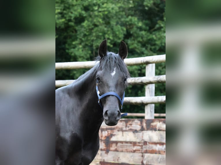 Fransk ridponny Valack 4 år 147 cm Svart in Beuzeville