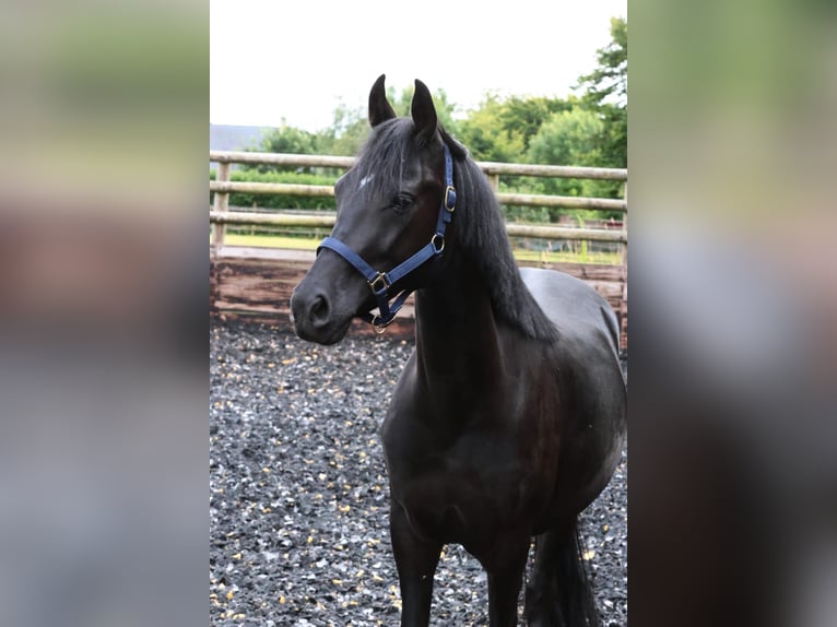 Fransk ridponny Valack 4 år 147 cm Svart in Beuzeville