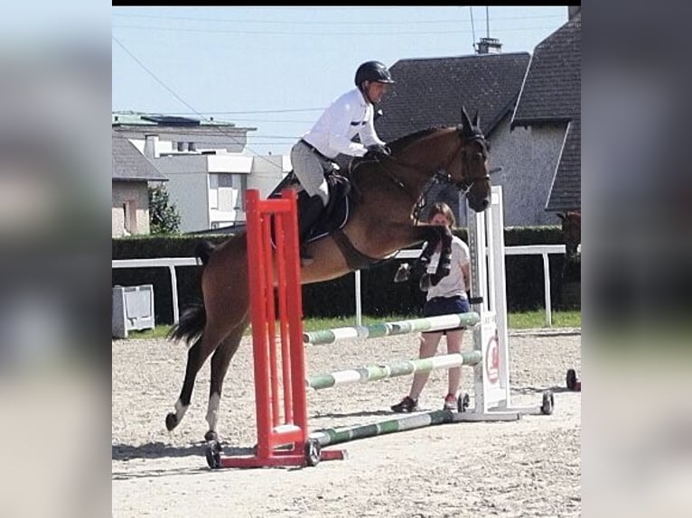 Fransk ridponny Valack 4 år 148 cm Brun in Saint-Lô