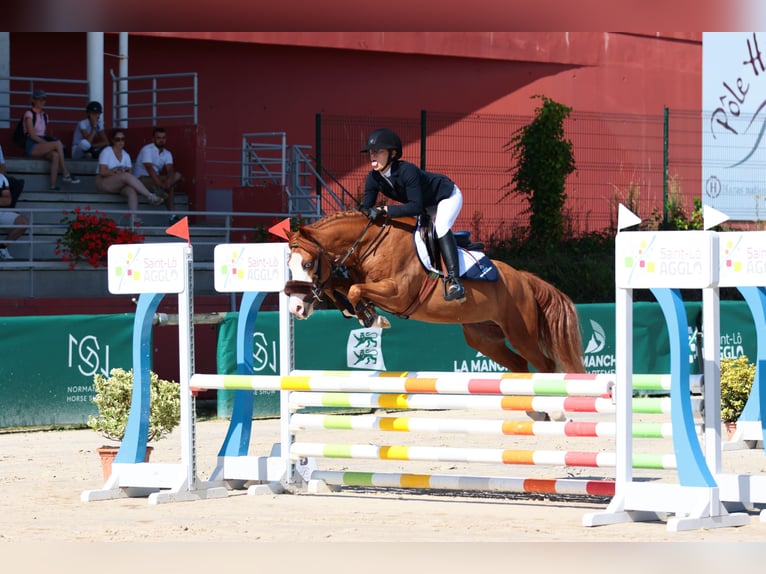 Fransk ridponny Valack 5 år 137 cm fux in Bénouville