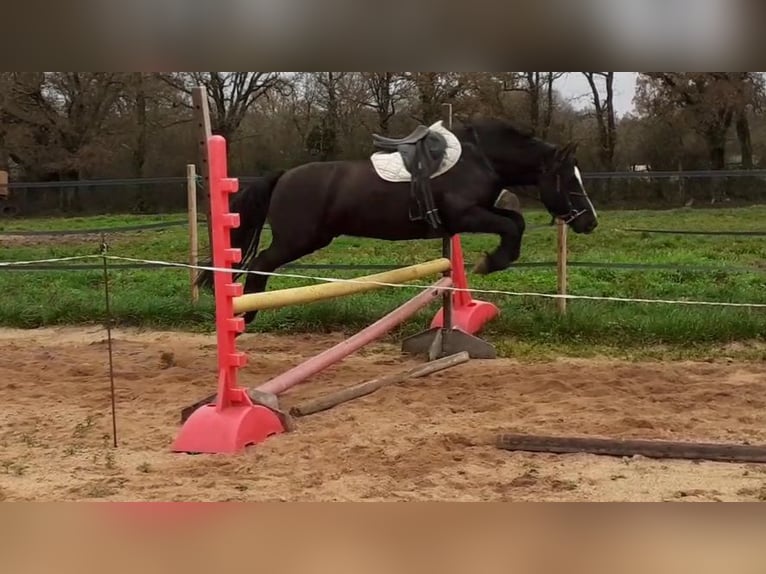 Fransk ridponny Valack 7 år 145 cm Svart in AMAILLOUX