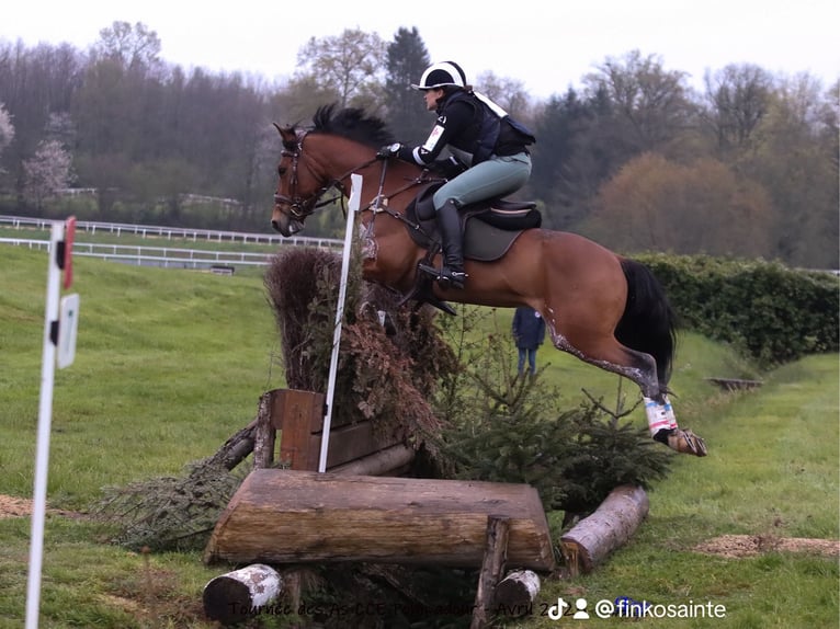 Fransk ridponny Valack 9 år 148 cm Brun in Maisons-Laffitte