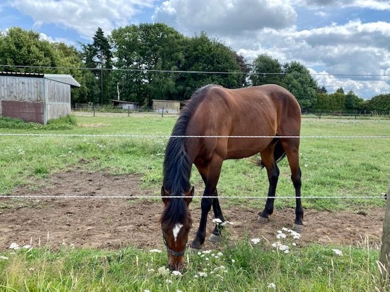 Fransk travare Hingst 3 år 150 cm Brun in Wiekevorst