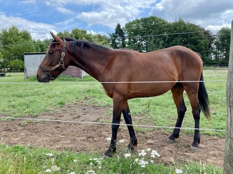 Fransk travare Hingst 3 år 150 cm Brun in Wiekevorst