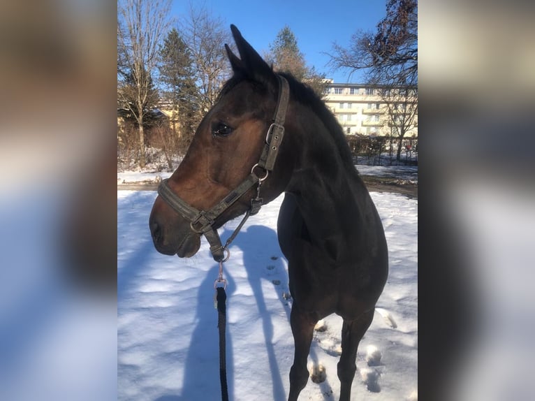 Fransk travare Sto 10 år Mörkbrun in Sachsenburg